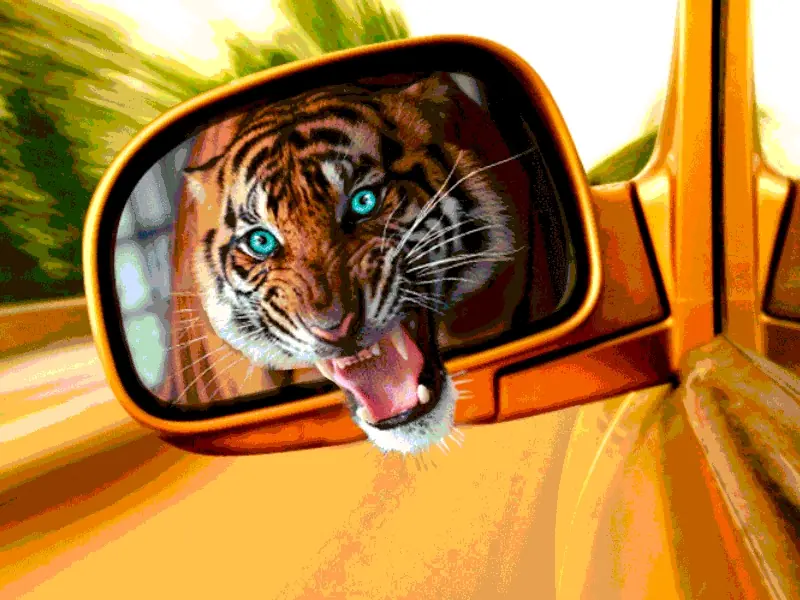 tigris-video (animated WebP)